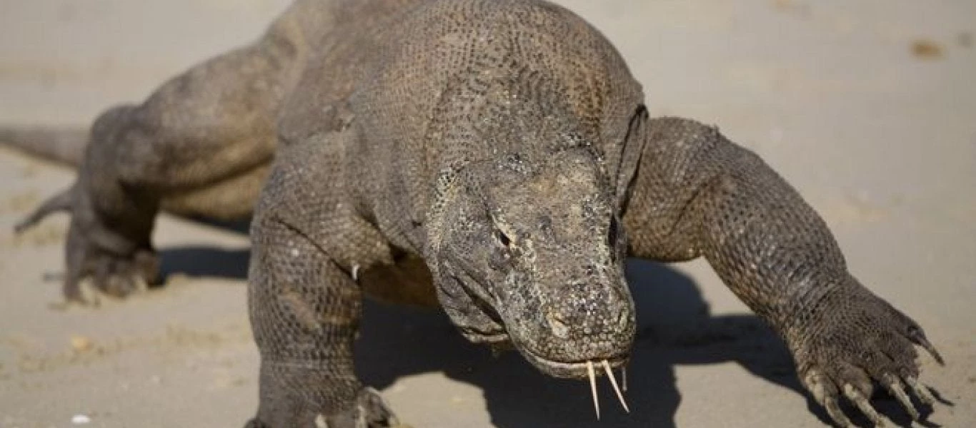 Δράκος του Κομόντο καταπίνει ολόκληρη μαϊμού! [Βίντεο]